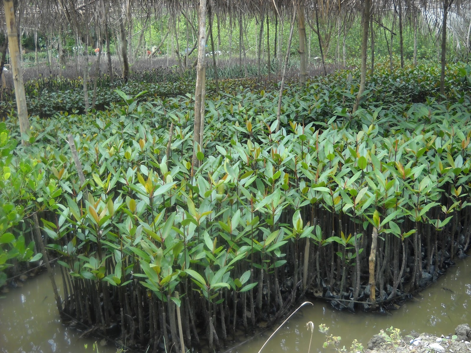 Proyek Pelestarian Mangrove