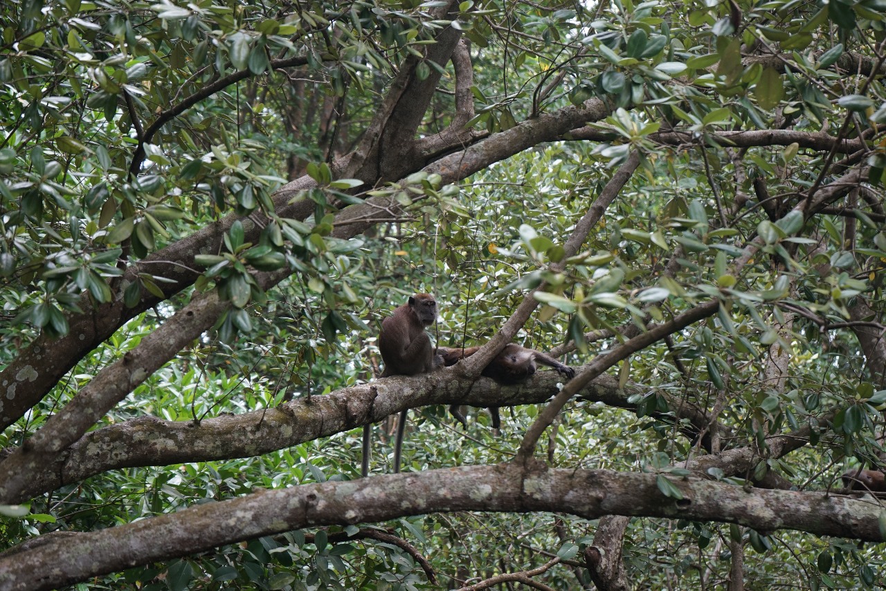 Hutan Alami