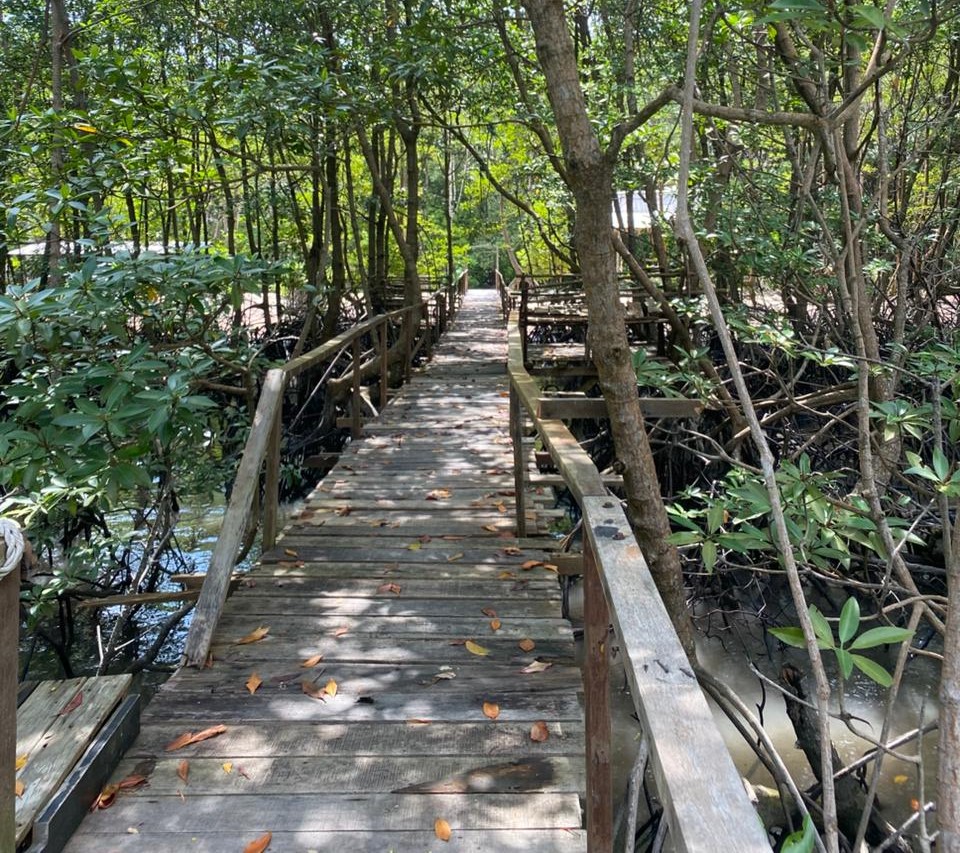 Hutan Mangrove